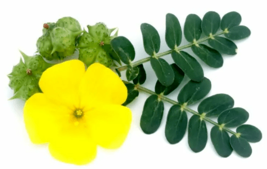 Creeping tribulus as part of Insumed